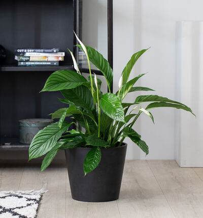 Fredslilje  Fredslilje